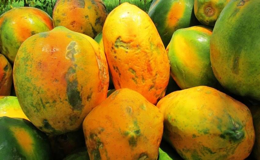 How to Tell if a Papaya is Ripe?